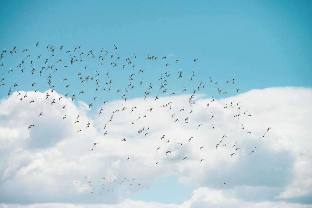 Investigación epidemiológica se concentra en basural de fauna&nbsp;singular