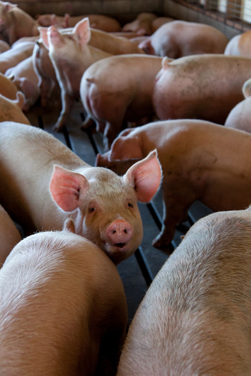 Récord histórico en la faena porcina: crece 11% en un año
