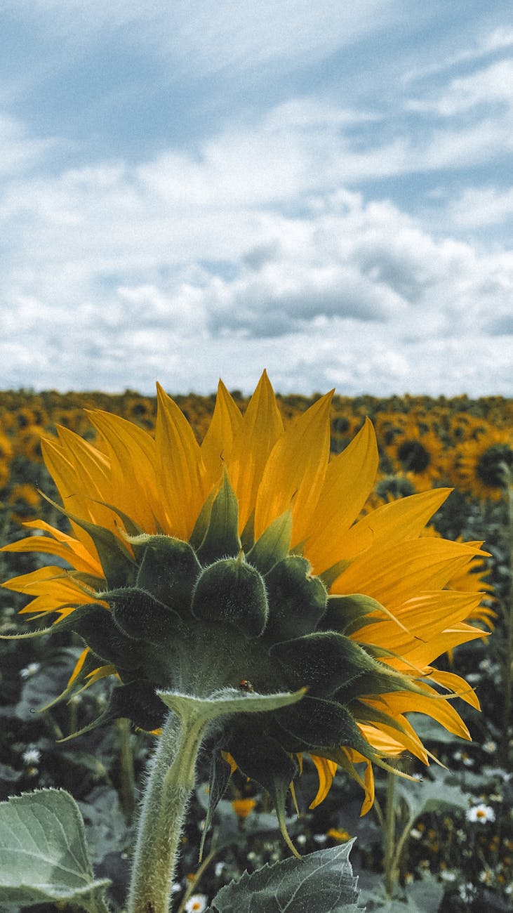 Zeta Semillas presenta hibridos de girasol con potencial de&nbsp;expansion
