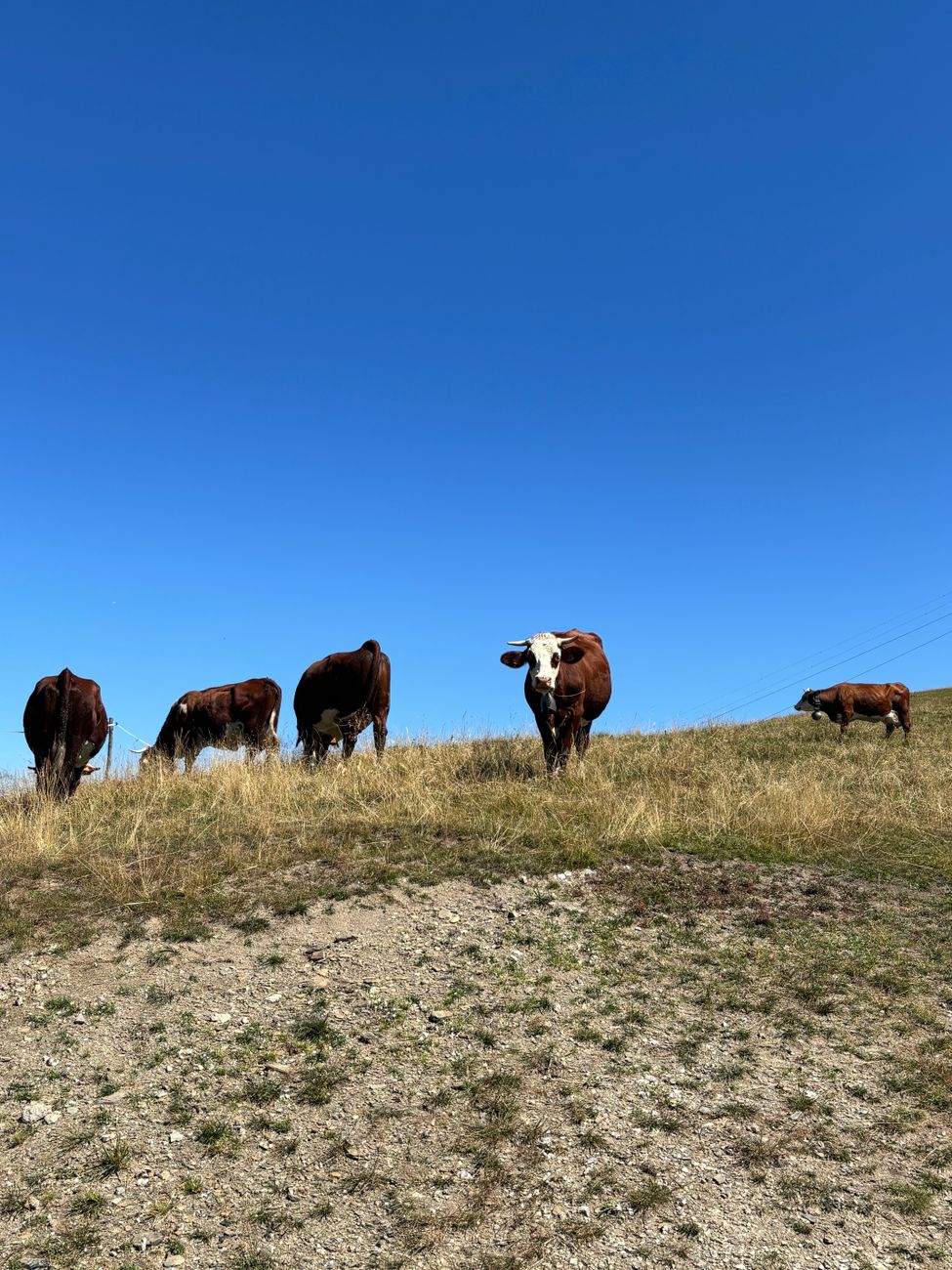 Cordoba lidera el Braford en Expo Rural con dos campeones&nbsp;destacados
