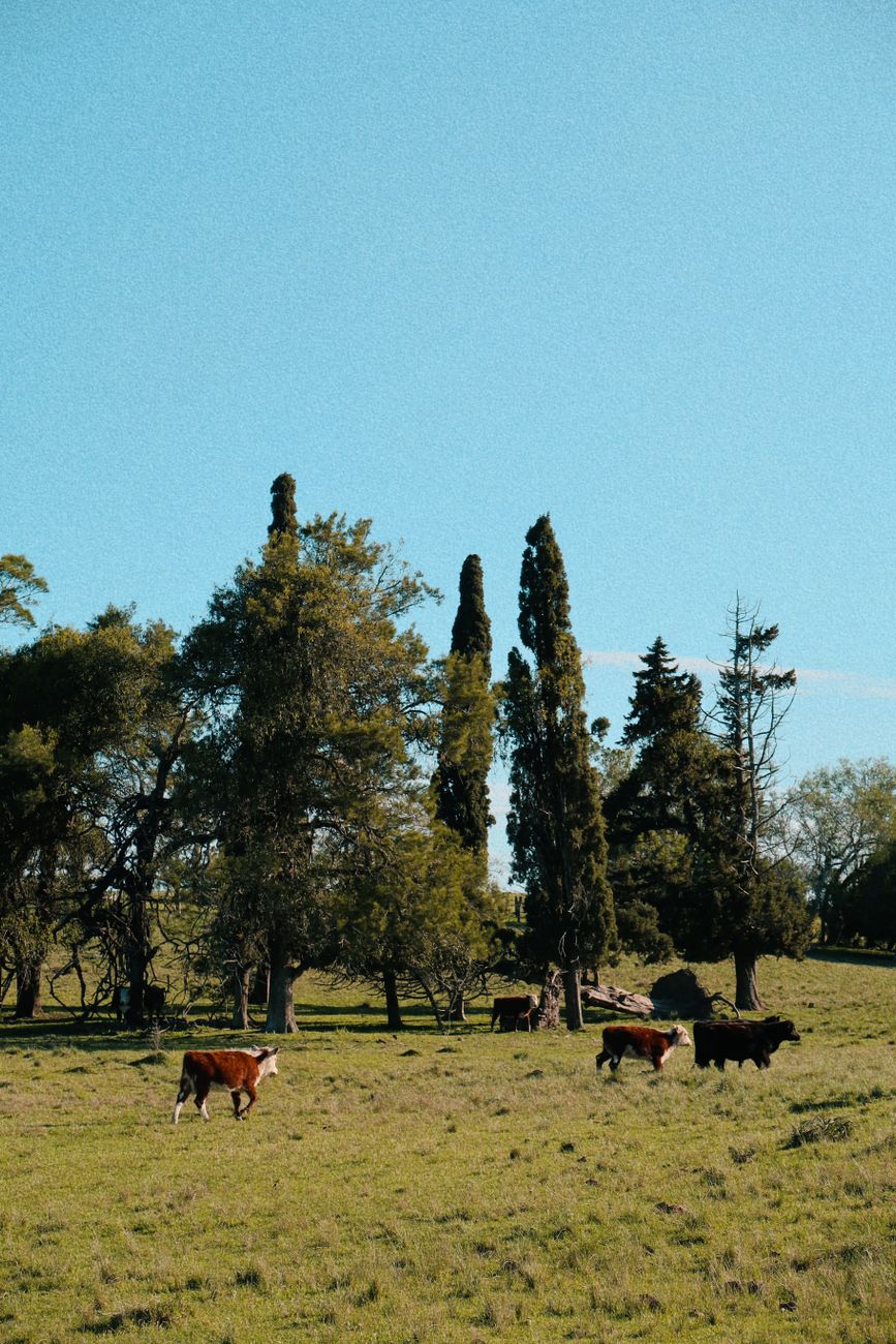 Bovino criollo: patrimonio de cinco siglos que busca espacio en la&nbsp;ganadería