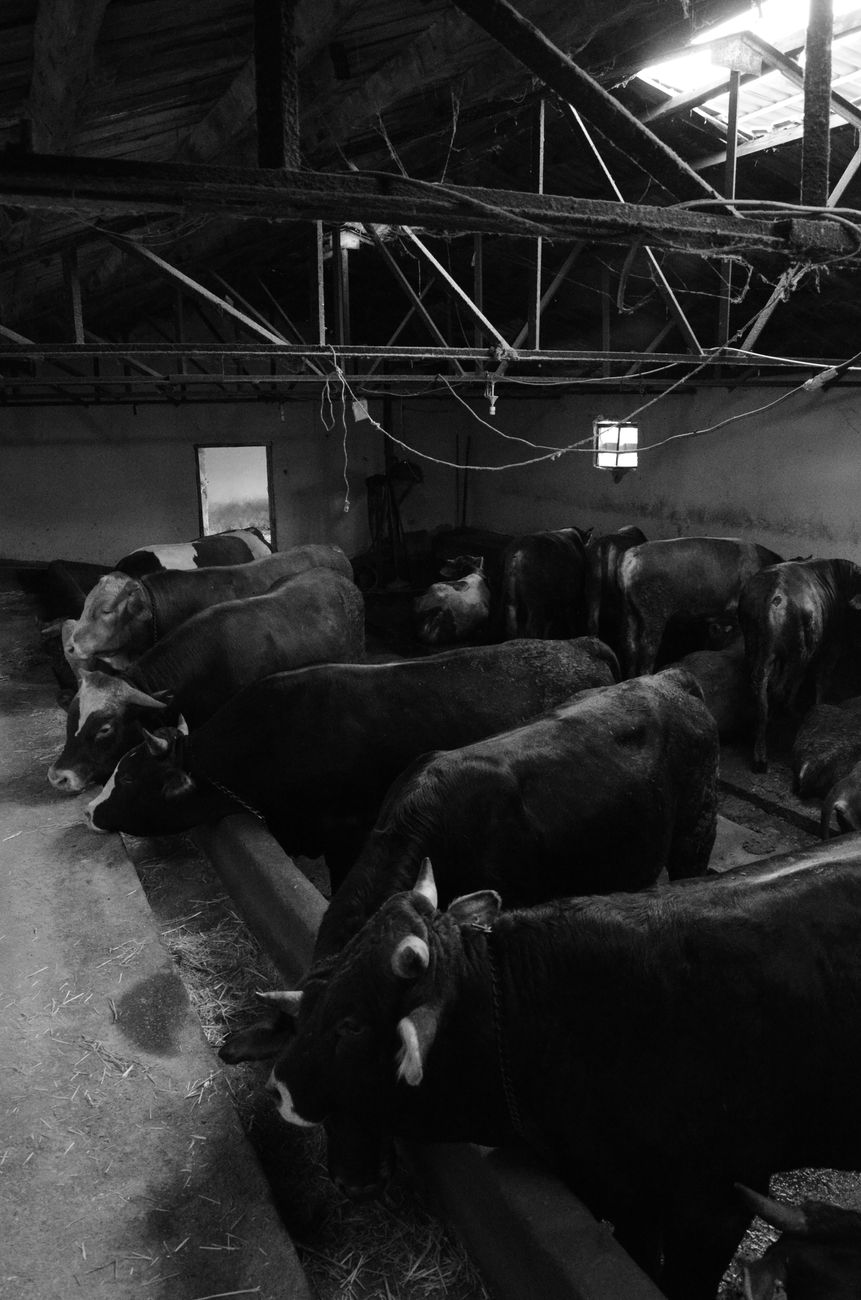 Precios de carne: baja en julio y perspectivas moderadas para&nbsp;meses