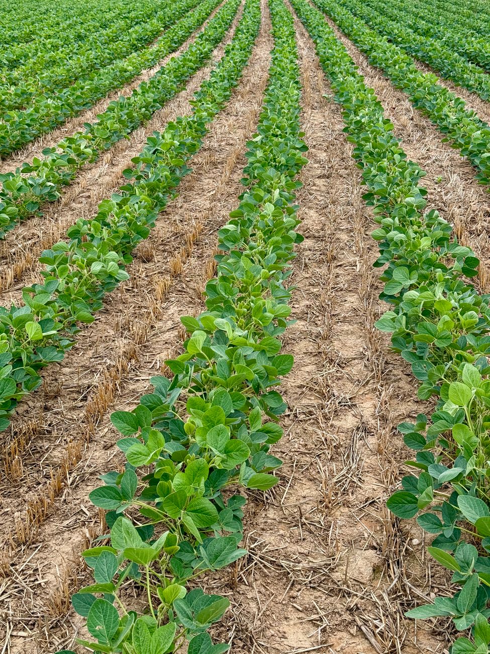 Inteligencia artificial y conectividad: la revolución silenciosa del&nbsp;campo