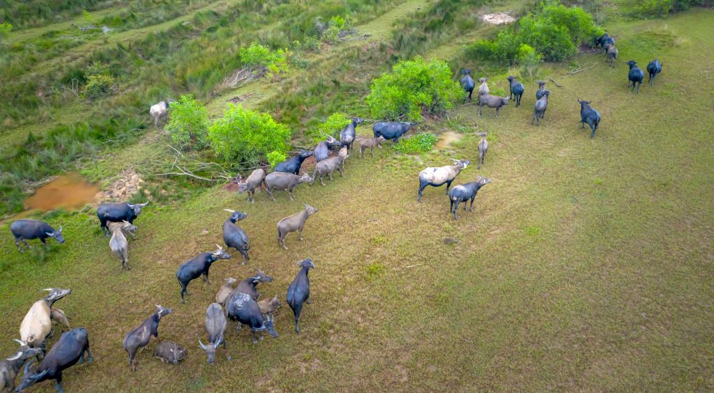 Del celular al dron: herramientas que transforman la ganadería&nbsp;local